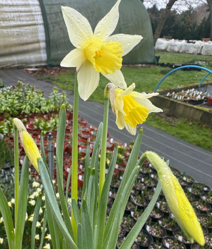 Narcissus Elka 